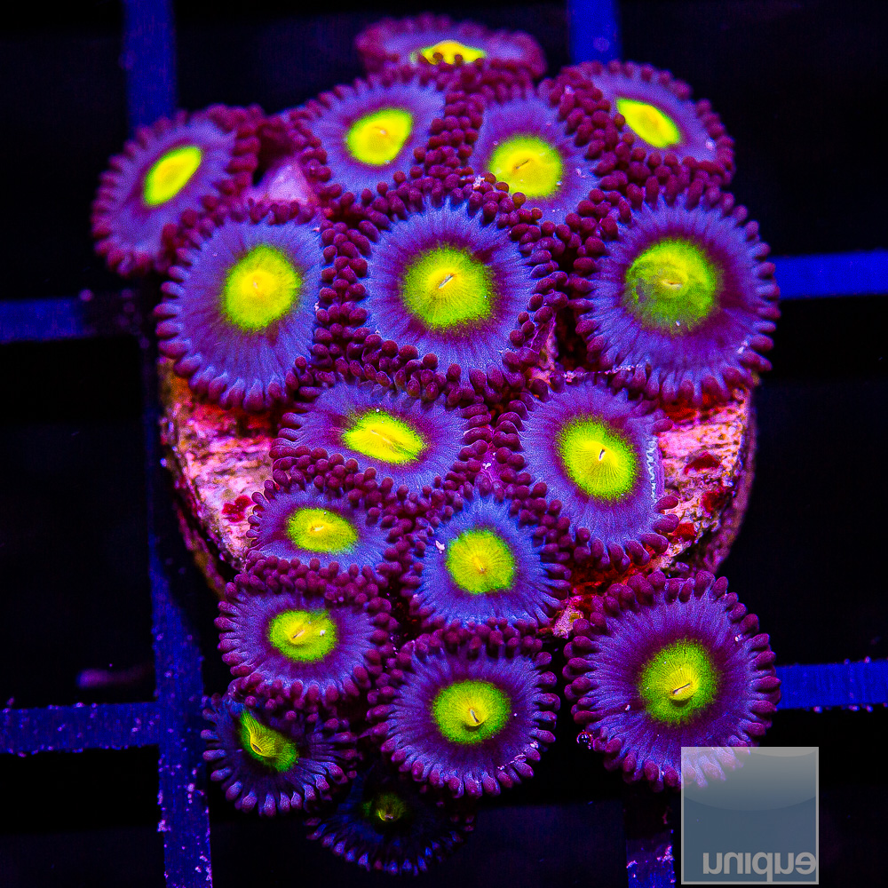 WWC AOI Zoanthid colony 299 72.JPG