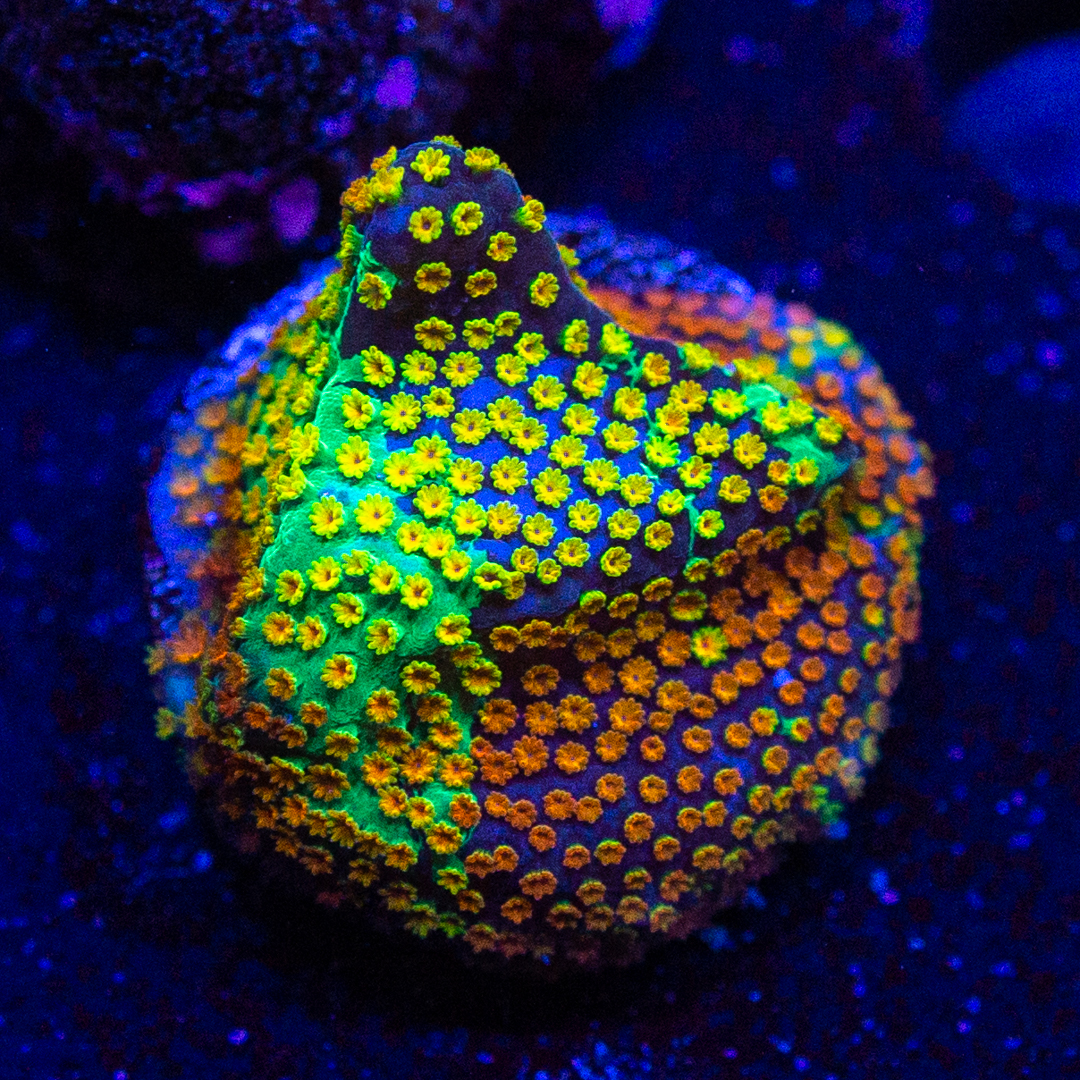 World Wide Corals Fall FLASH SALE! Fall in love with these discounts ...