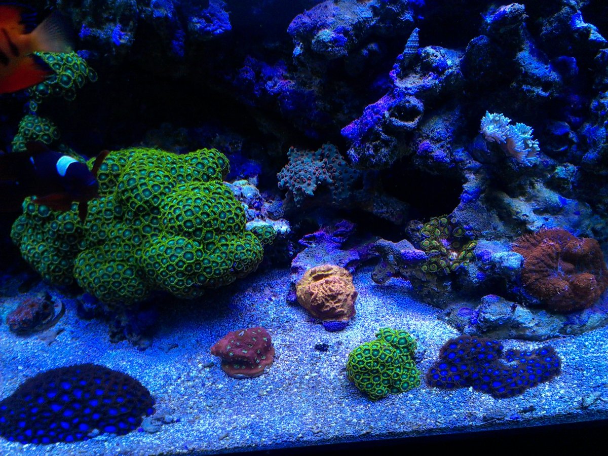 Mysteriously Dying LPS | REEF2REEF Saltwater and Reef Aquarium Forum