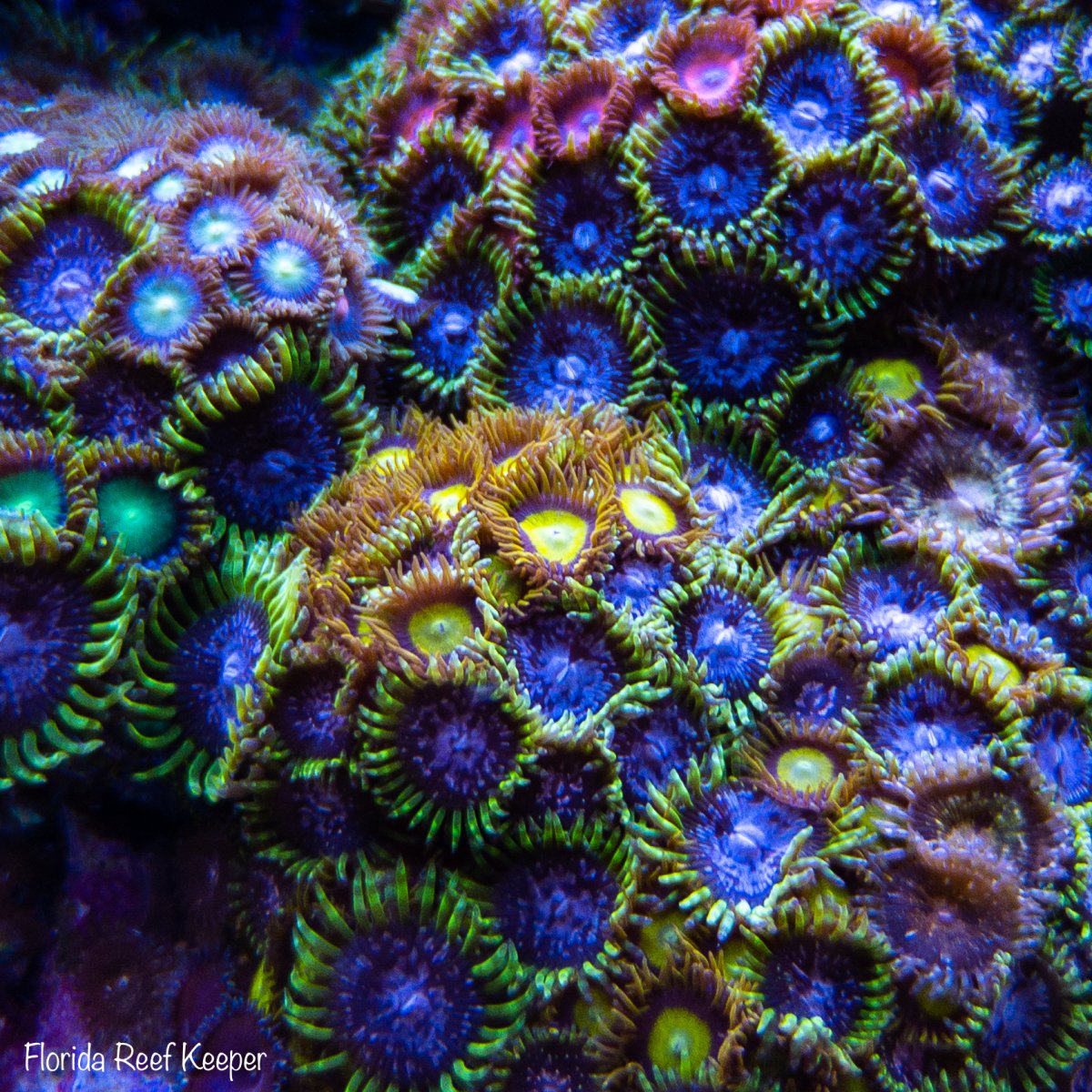 Reef Spotlight - REEF OF THE MONTH - March 2021: Florida_Reef_Keeper ...