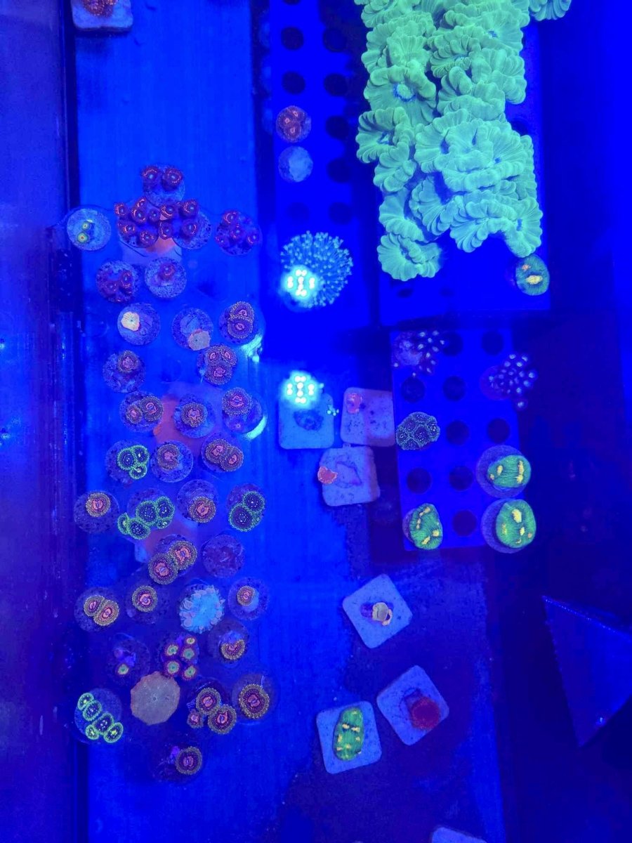 California - Live Goods - High end zoas and shrooms - flaming mohicans,  exosphere, gmk, solar circus, eclectus, jawbreaker, neptune- free ship on  $300+