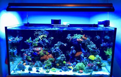 What Equipment Do You Need to Start a Reef Aquarium?
