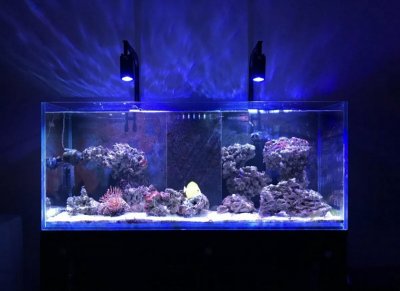 Florida - Kessil A160we Tuna Blue's (2) | REEF2REEF Saltwater and Reef  Aquarium Forum
