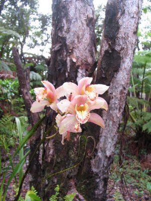 orchid in Hawaii.jpg