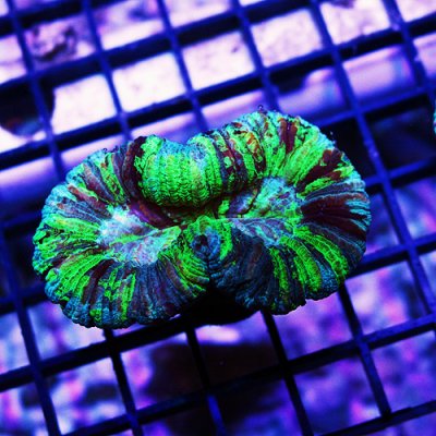 Emerald Rainbow Brain Coral 4 149-89.jpg