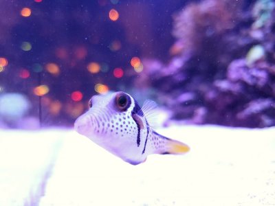 Most Personality/Favorite Fish? | REEF2REEF Saltwater and Reef Aquarium  Forum