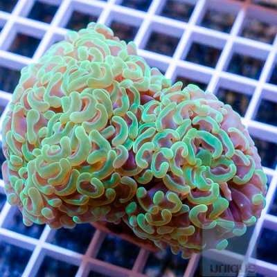 MS-Hammer coral 59 89.jpg