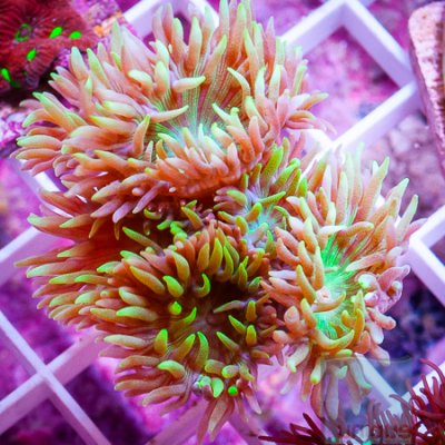 MS-Duncan coral 49 69.jpg