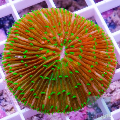 MS-Plate coral 29 39.jpg