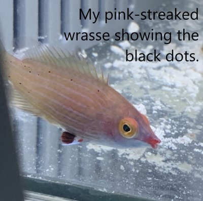 Pink Streaked Wrasse 1.jpg