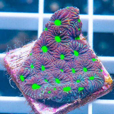 MS-war coral 22 16.JPG
