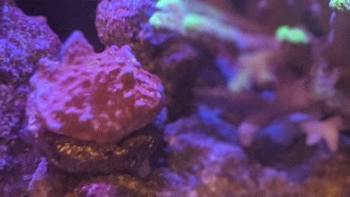 pink rock looking coral.jpg