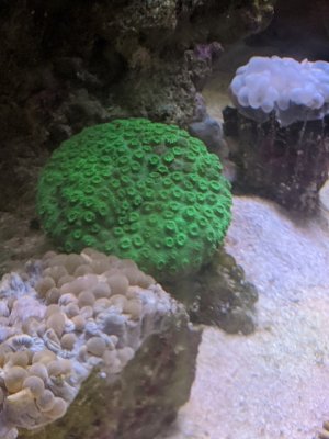 2 types of bubble coral and green cyphastrea coral.jpg