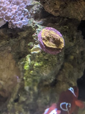 purple and orange soft looking with pore coral.jpg