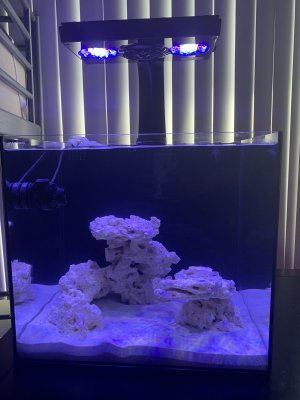 Hows my aquascape for 20 gallon cube? | Reef2Reef