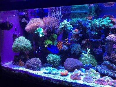 Visparspectra: Are the green/red/white lights necessary for coral growth? |  REEF2REEF Saltwater and Reef Aquarium Forum