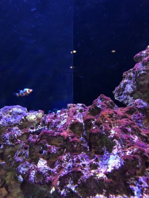 Help with Algae ID burgundy velvet | Reef2Reef