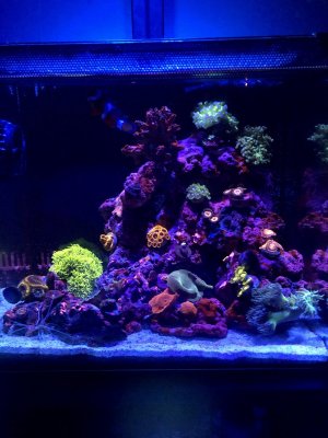 Would polyfil be safe for filtration  REEF2REEF Saltwater and Reef  Aquarium Forum