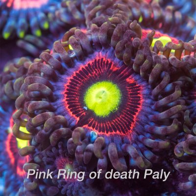 Pink-ring-1200x1200.jpg