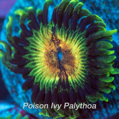 poison-ivy-1200x1200.jpg