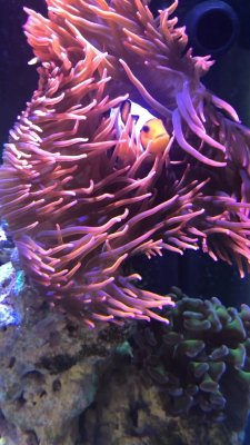Nemo 3.jpg