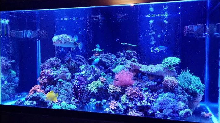 Pufferfish and butterflies in a reef tank?? | REEF2REEF Saltwater and Reef  Aquarium Forum