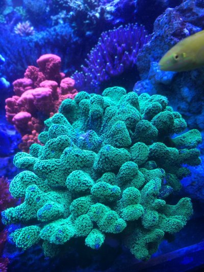 North Carolina - South Carolina - Colonies of Tyree Rainbow Stylo and Neon  Green Stylo, hot pink stylo | REEF2REEF Saltwater and Reef Aquarium Forum