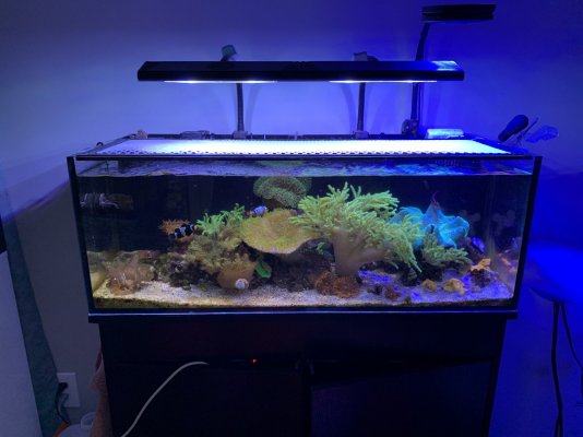 Tennessee - IM 30l tank and stand | REEF2REEF Saltwater and Reef Aquarium  Forum