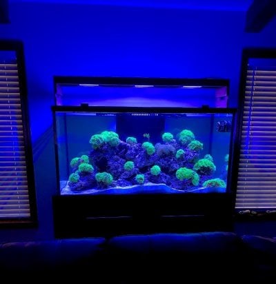 ATI Straton vs Phillips Coral Care Gen2 | Page 4 | REEF2REEF Saltwater and  Reef Aquarium Forum