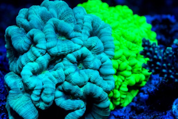 Coral (Sm.)-003.jpg