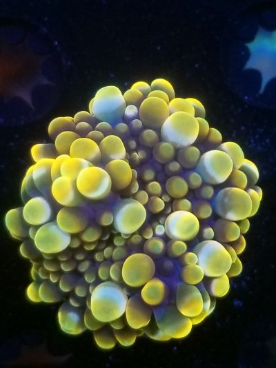 coral (277).jpg
