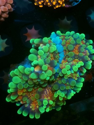 coral (285).jpg