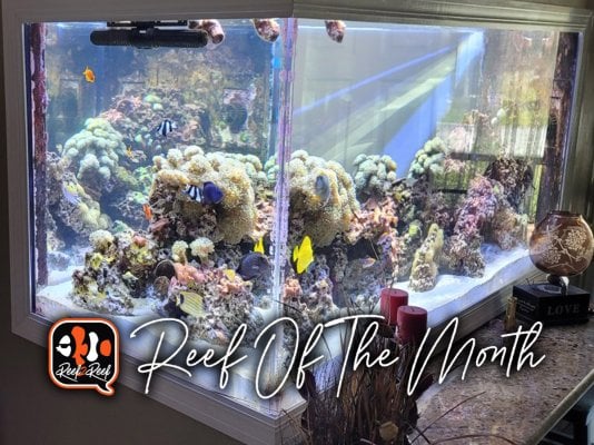 REEF OF THE MONTH - October 2022: Joe's 400-gallon Majestic Sunlit Reef (A Living Memorial to Kelly)