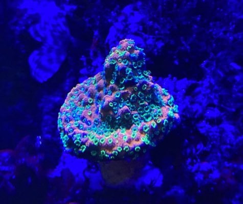 Coral ID | REEF2REEF Saltwater and Reef Aquarium Forum