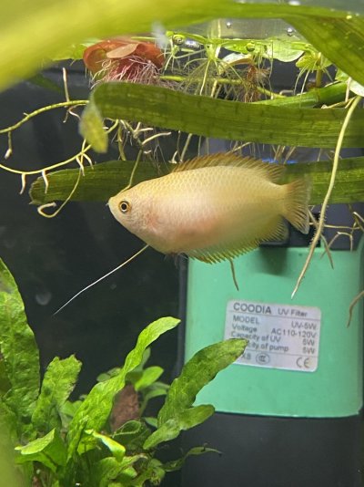 honey gourami fish
