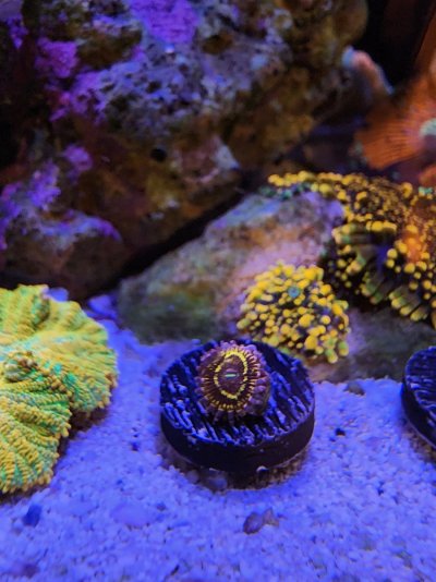 Stratosphere Zoas? | REEF2REEF Saltwater and Reef Aquarium Forum