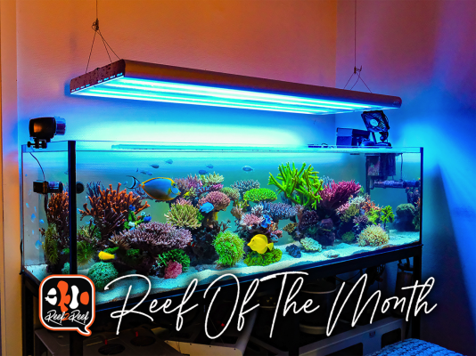 REEF OF THE MONTH - September 2023: Oly's Incredible Acro Reef!