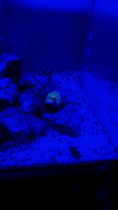 Aqua Medic Micro Armatus XS - 8 lt - acquario marino Pico-Reef completo di  luce - Novità 2023