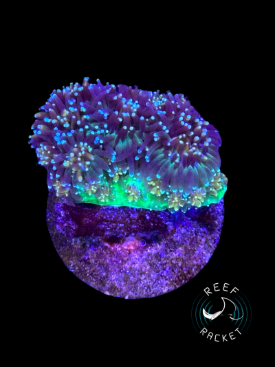 Corals - 10.png