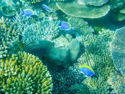 Tropical-powderblue-surgeonfish-or-blue-tang-against-coral-reef,-Maldives-000067203411_Small.jpg