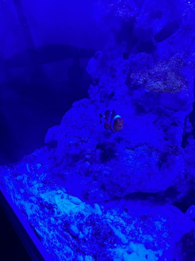 Clownfish mouth open? | REEF2REEF Saltwater and Reef Aquarium Forum