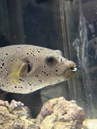 Puffer Fish Bit By Grey Bamboo Shark 