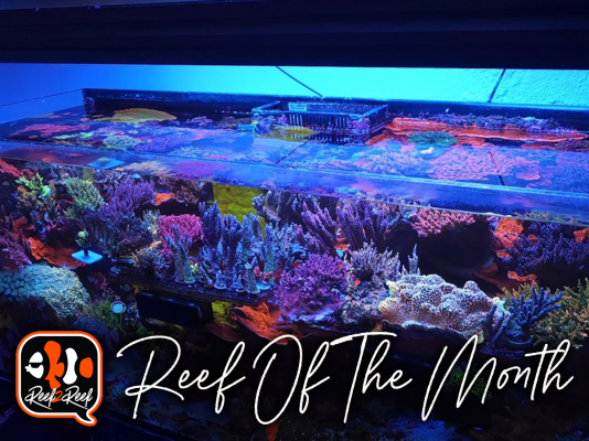 REEF OF THE MONTH - July 2024: Sabellafella's Mixed Reef with 500+ Corals!!!