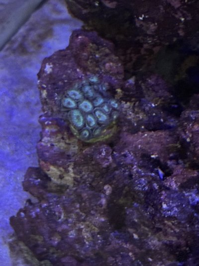 Bought Coral And Forgot Name Lol. First Coral In Eshoppes Mariner 70 