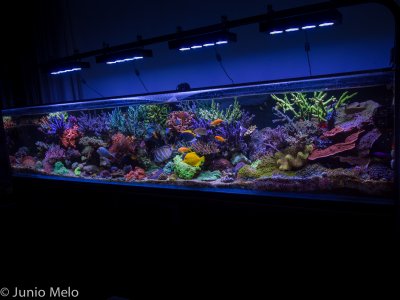 R2R Reef of the Month Spotlight: Júnio Melo - February 2017
