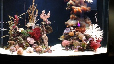 Keeping Seahorses in Aquaria #1 - Introduction and Setting Up Your Seahorse Tank