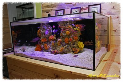R2R Reef of the Month Spotlight: Mark's Rimless NPS Paradise - May 2017
