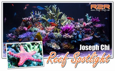A R2R Reef Spotlight: Bring the Reef Home By Joseph Chi