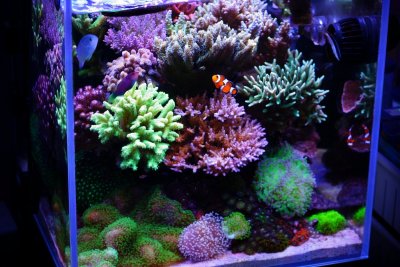 R2R Reef Spotlight: PongPit's Amazing SPS Nano Reef
