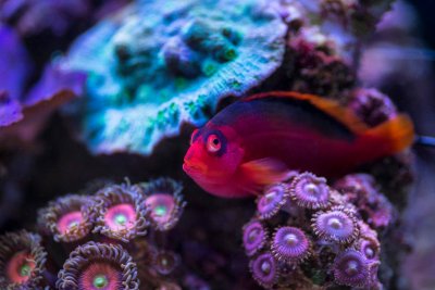 Keeping Your Marine Fish Healthy Part 1: Separation and Sterilization